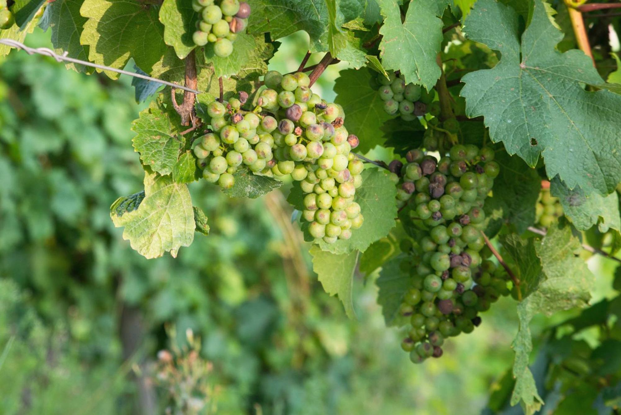 Weingut / Gaestehaus Gerlach Юрциґ Екстер'єр фото