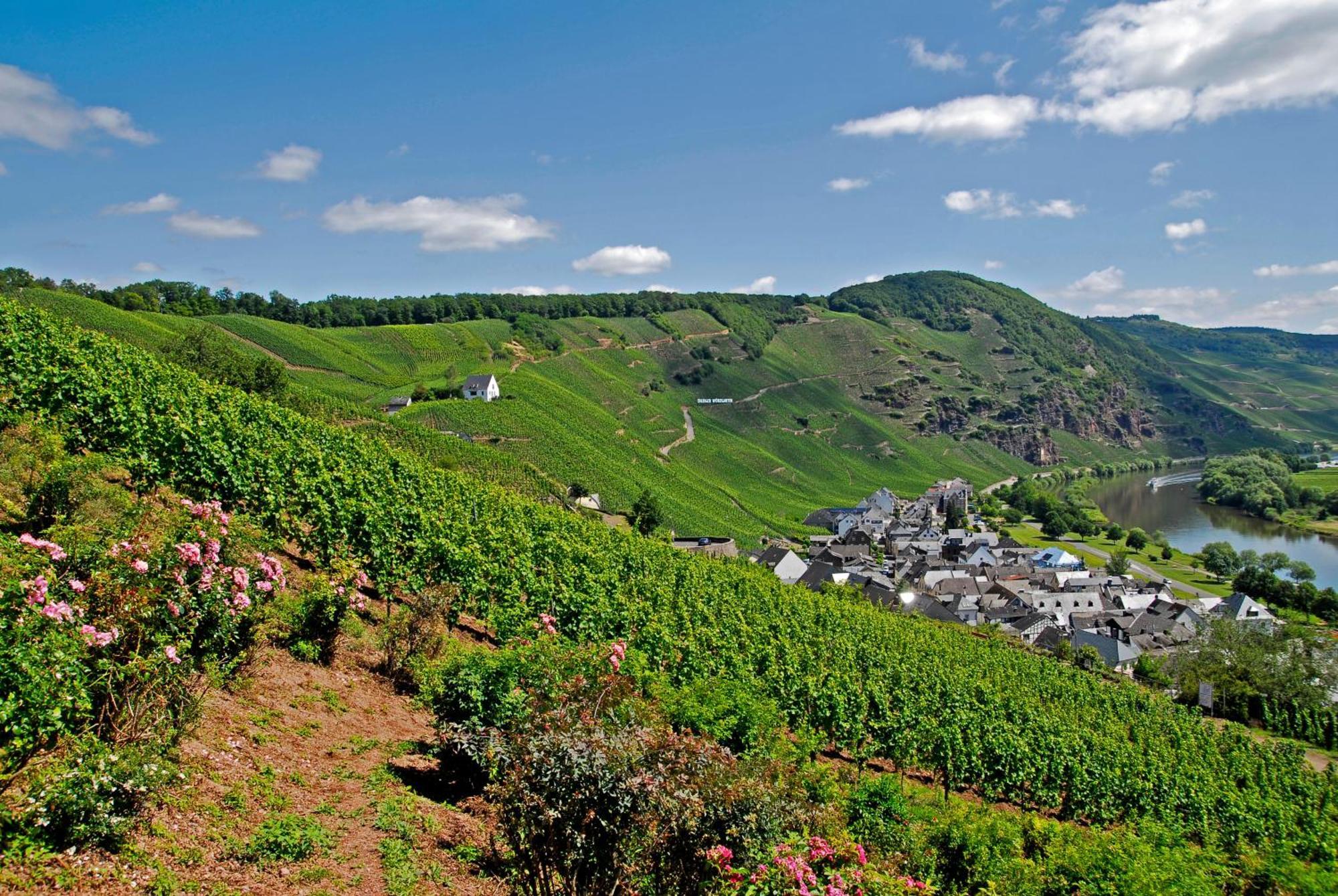 Weingut / Gaestehaus Gerlach Юрциґ Екстер'єр фото