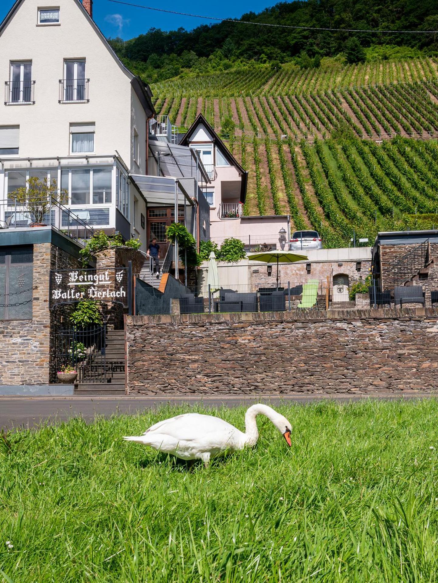Weingut / Gaestehaus Gerlach Юрциґ Екстер'єр фото
